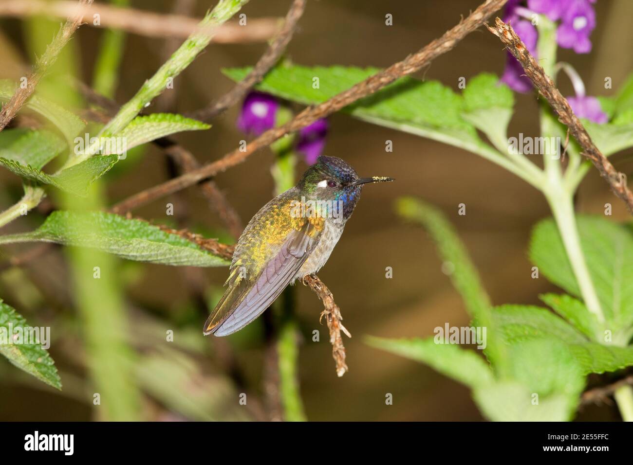 Mâle Hummingbird à tête violette, Klais guimeti, perché dans le buisson de verveine. Banque D'Images