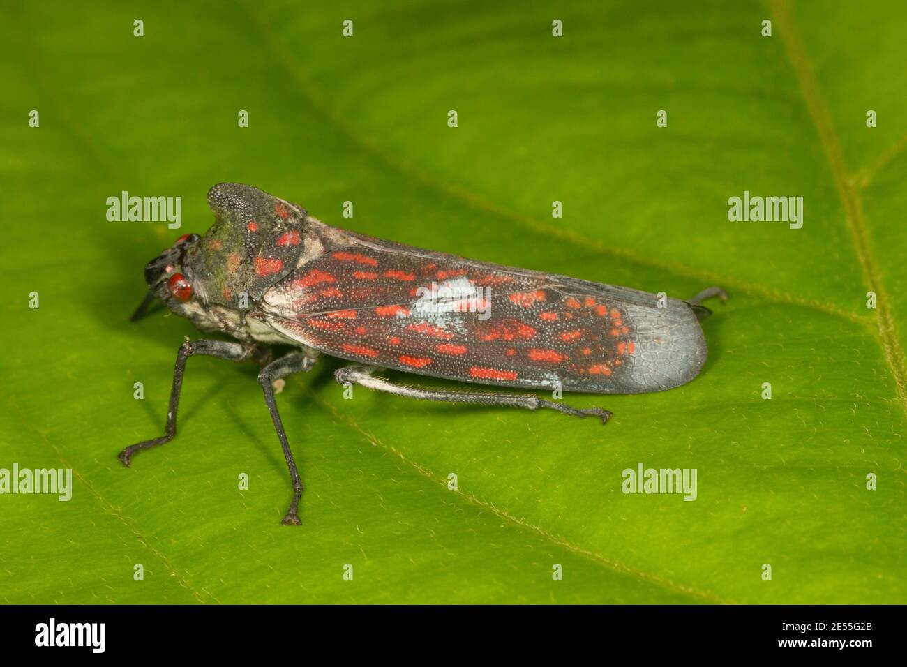 Leafhopper non identifié, Cicadellidae. Longueur 23 mm. Banque D'Images
