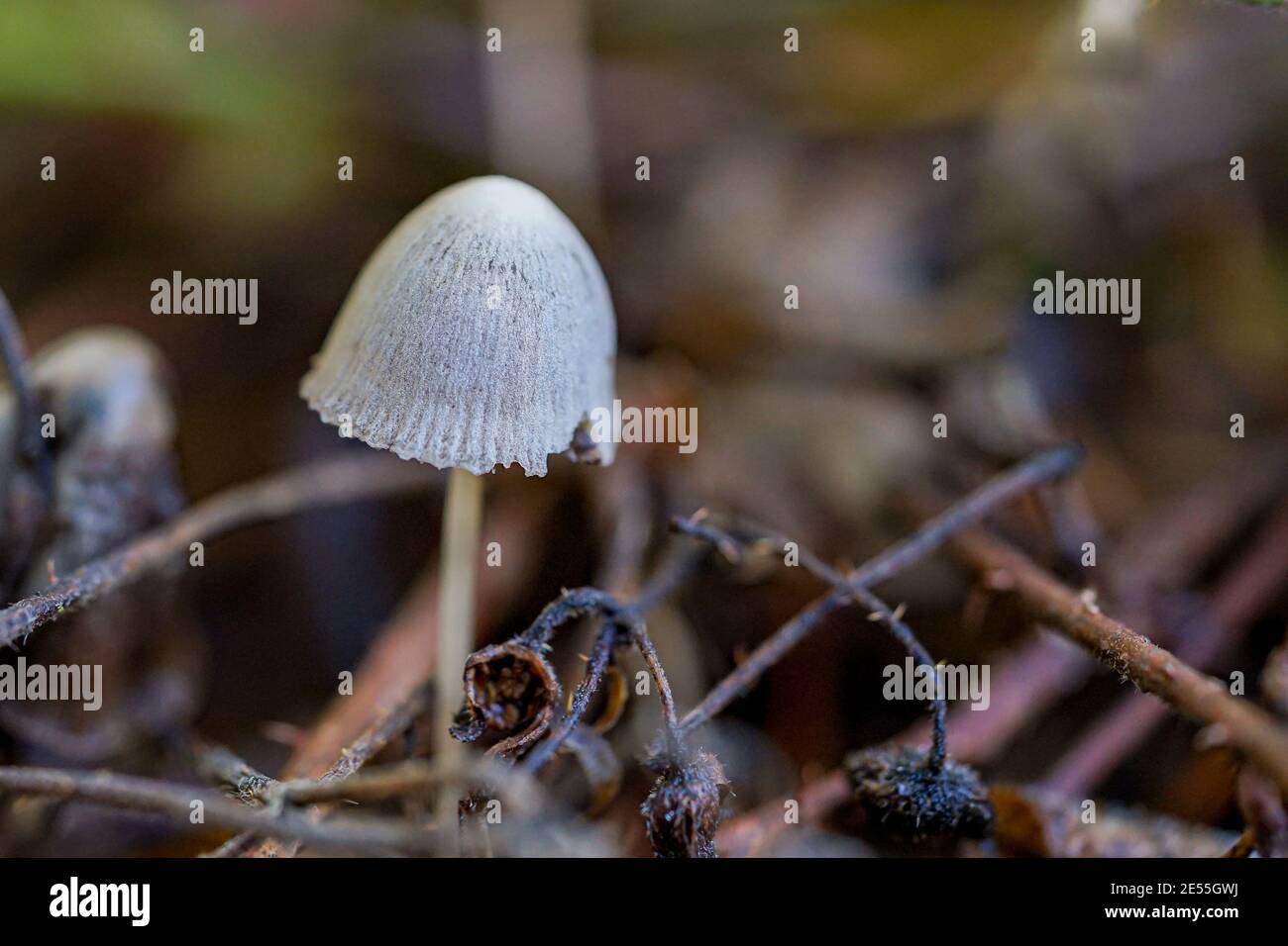 Champignons avec bouchons blancs III Banque D'Images