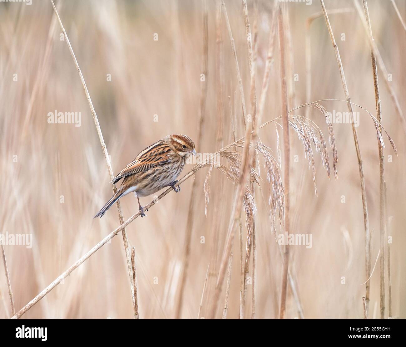 Alimentation en roseaux, Teifi Marshes, pays de Galles Banque D'Images