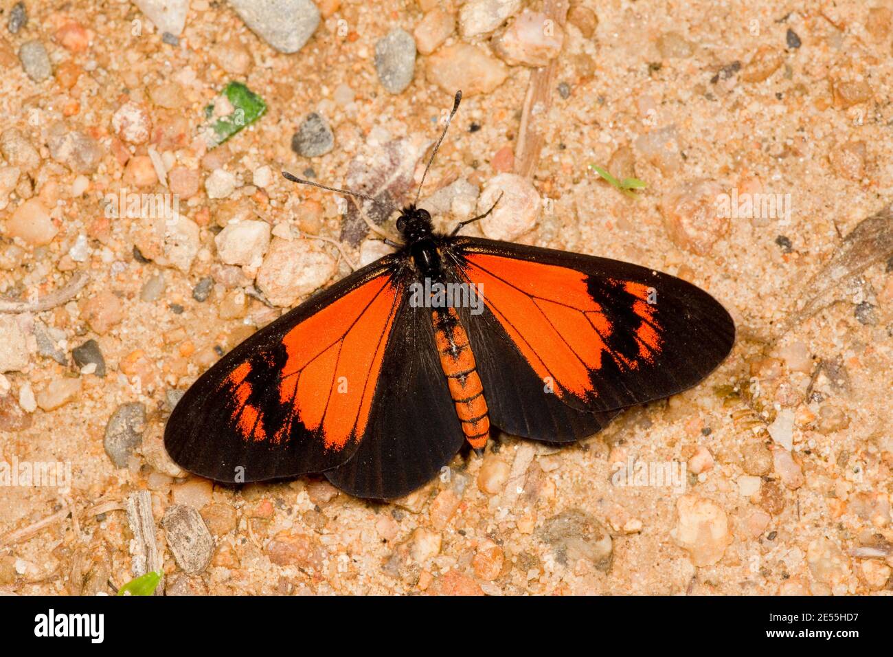 Heliconian Butterfly, Altinote alcione alcione, Heliconiinae. Banque D'Images