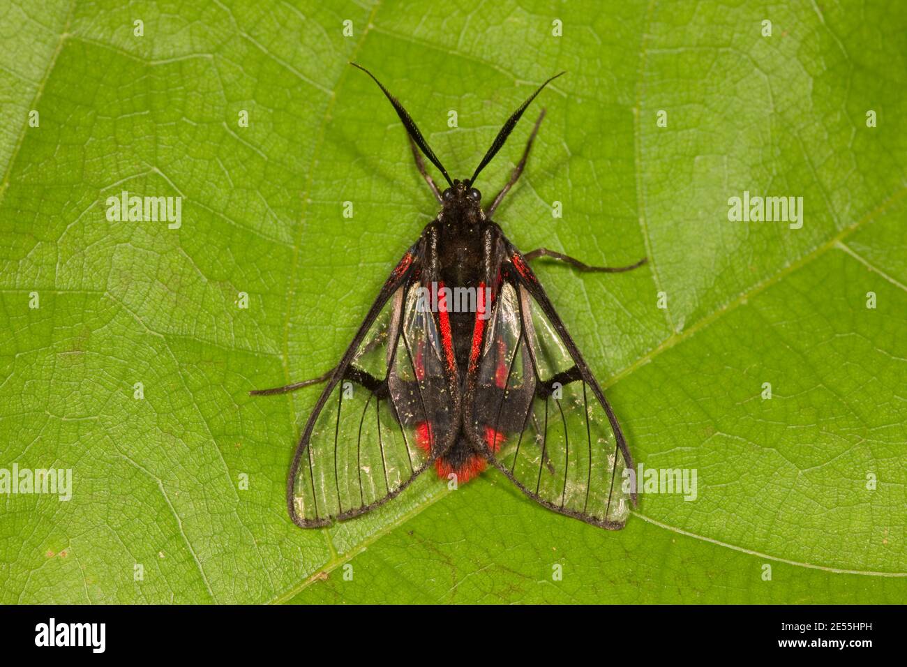Guêpe non identifiée, Arctiidae? Longueur d'orientation 17 mm. Banque D'Images
