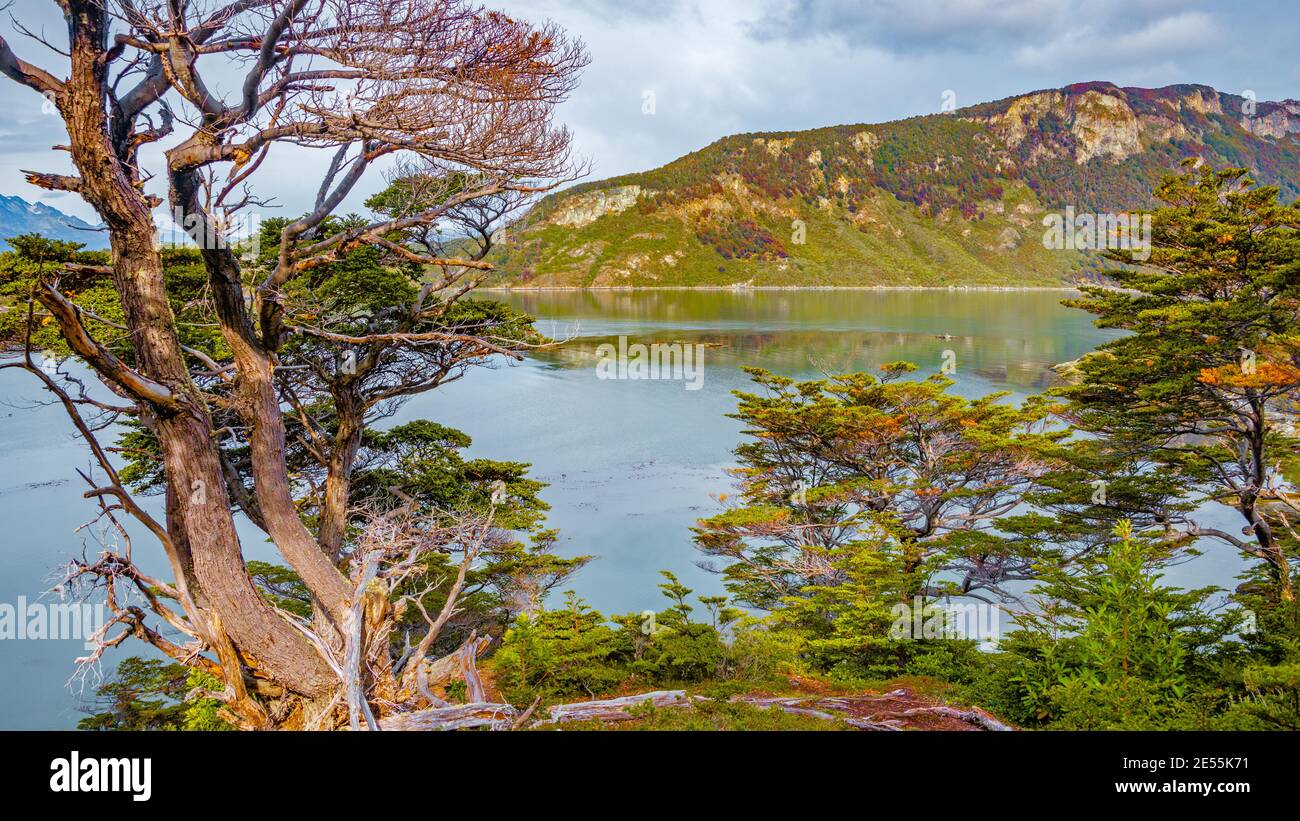 Paysage magnifique et coloré à la baie d'Ensenada Zaratiegui dans le parc  national de Tierra del Fuego, près d'Ushuaia et Beagle Channel, Patagonia,  Argentine Photo Stock - Alamy