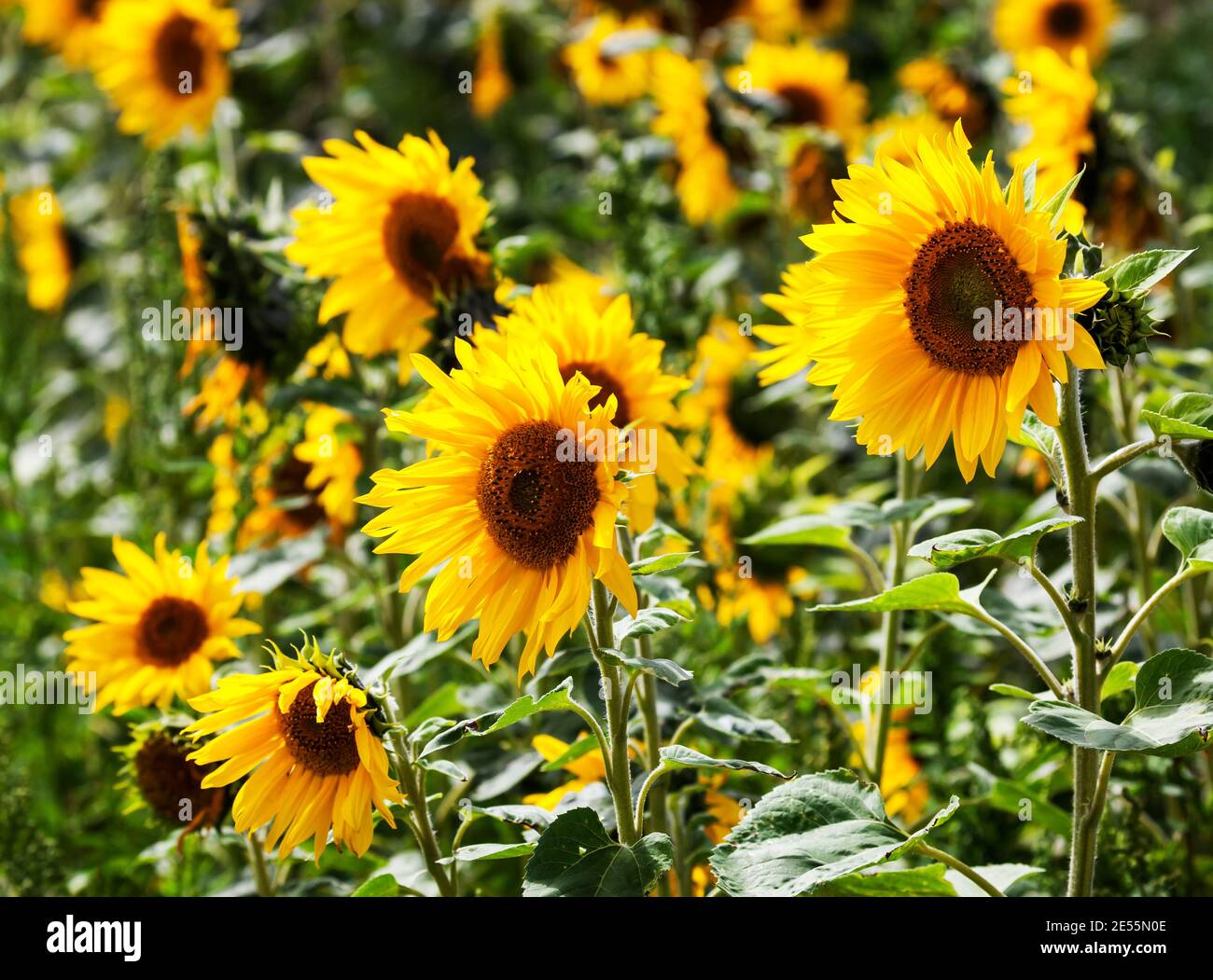 Un champ de tournesols. Banque D'Images