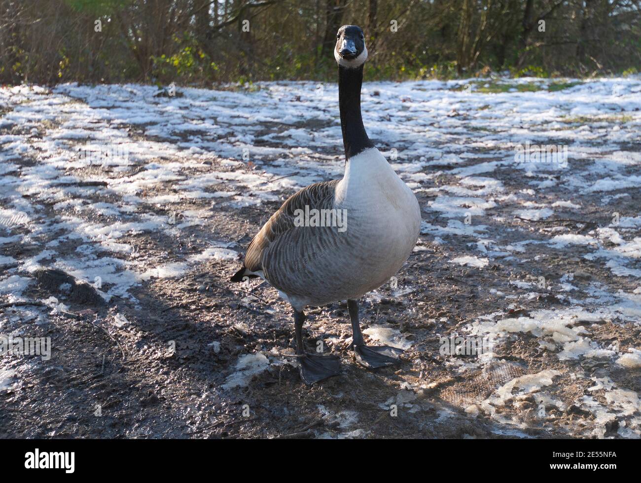 Bernache du Canada (branta canadensis) debout sur un terrain enneigé en janvier 2021 - Reading, Berkshire, Angleterre, Royaume-Uni Banque D'Images