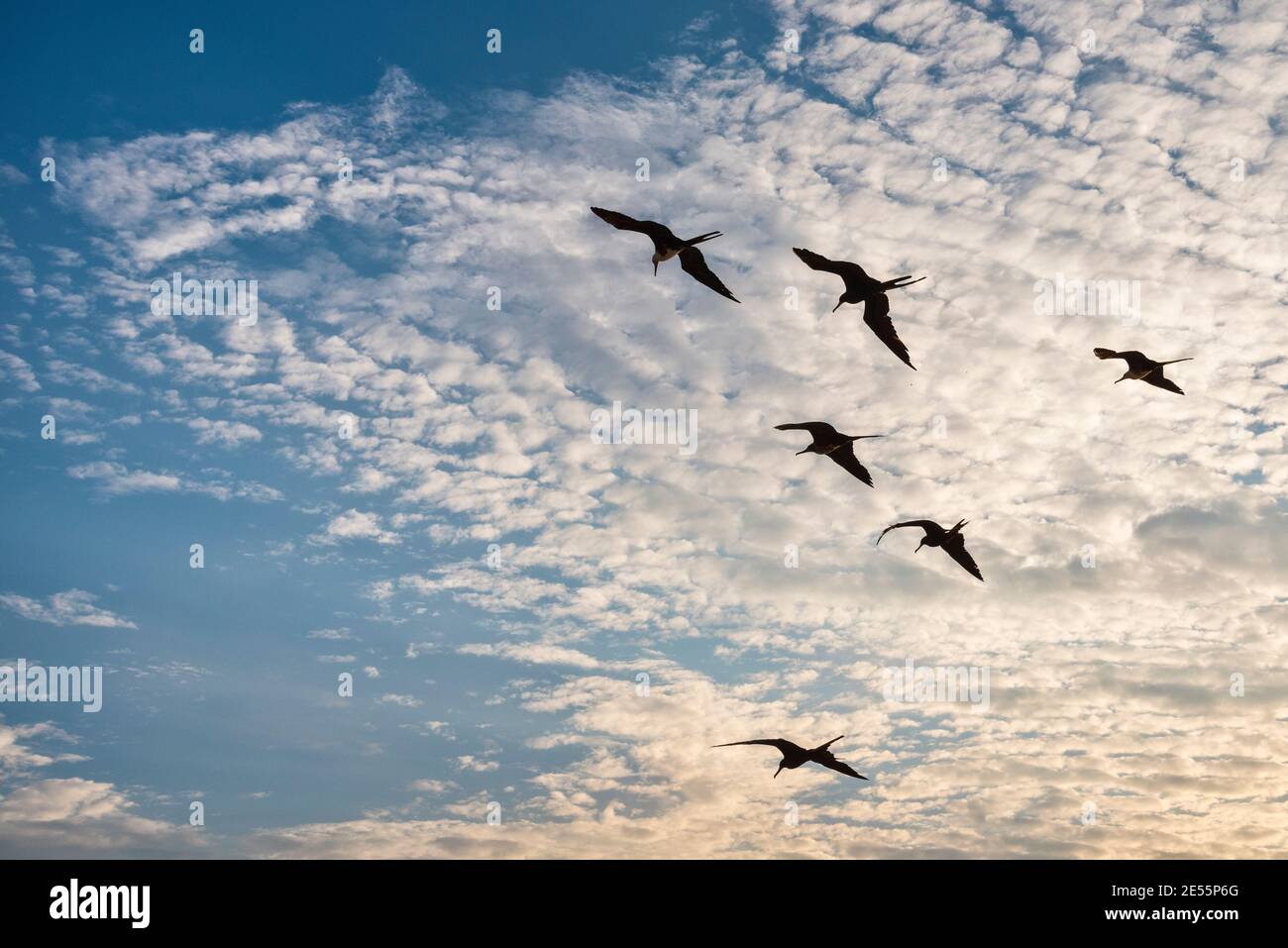 De grands Frigatebirds survolant la baie de Banderas à Puerto Vallarta, Jalisco, Mexique. Banque D'Images