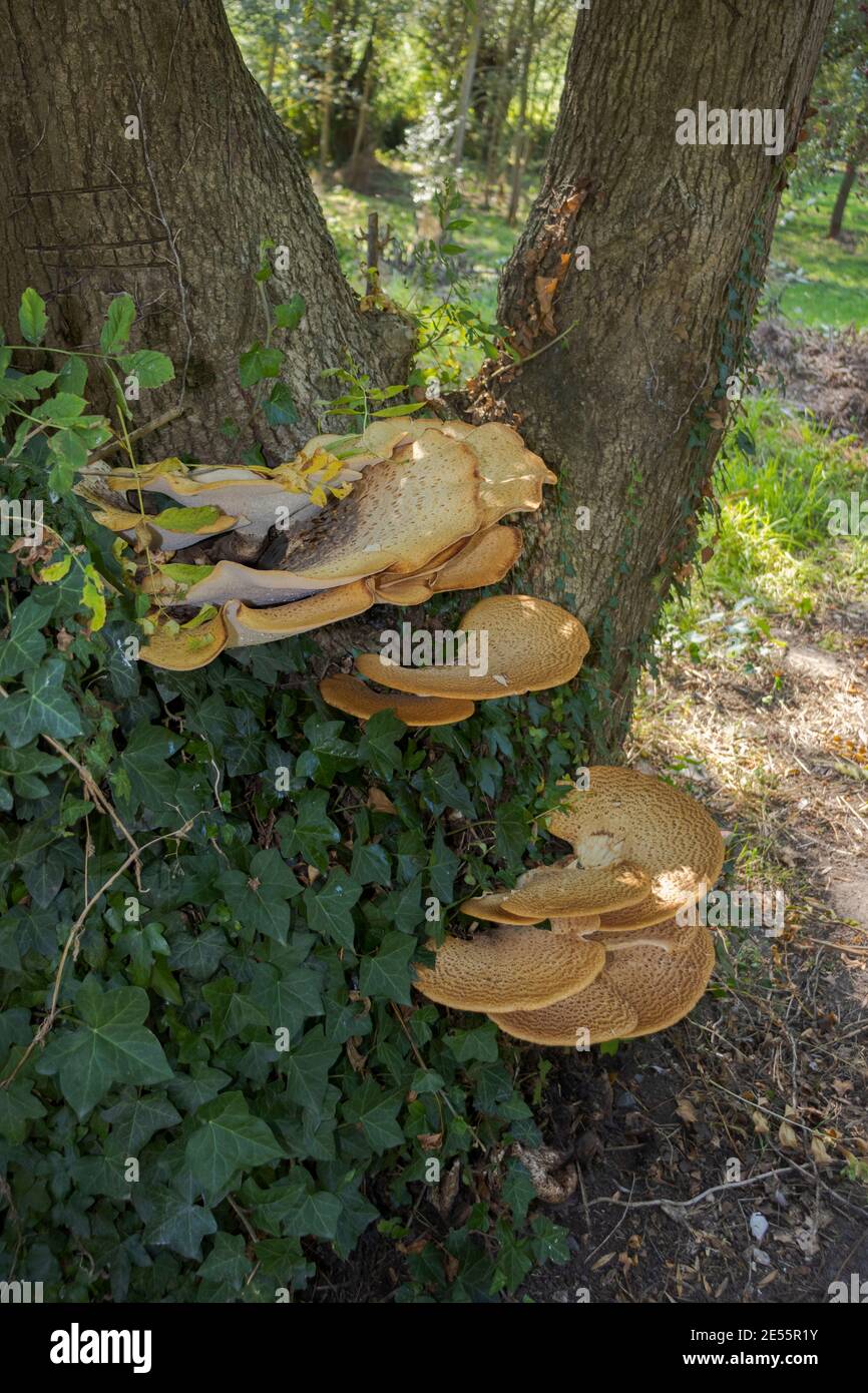 Grands champignons sur un arbre dans une forêt le long de la Panoramaroute dans les Ardennes flamandes près de Zulzeke, Flandre orientale, Belgique, Europe. Photo D.V. Banque D'Images