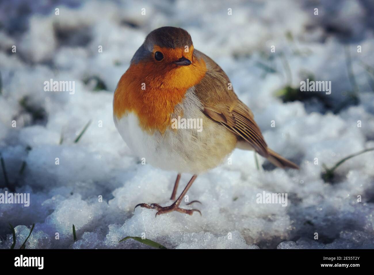 Le robin européen (erithacus rubecula) soufflés pour rester au chaud dans la neige Banque D'Images