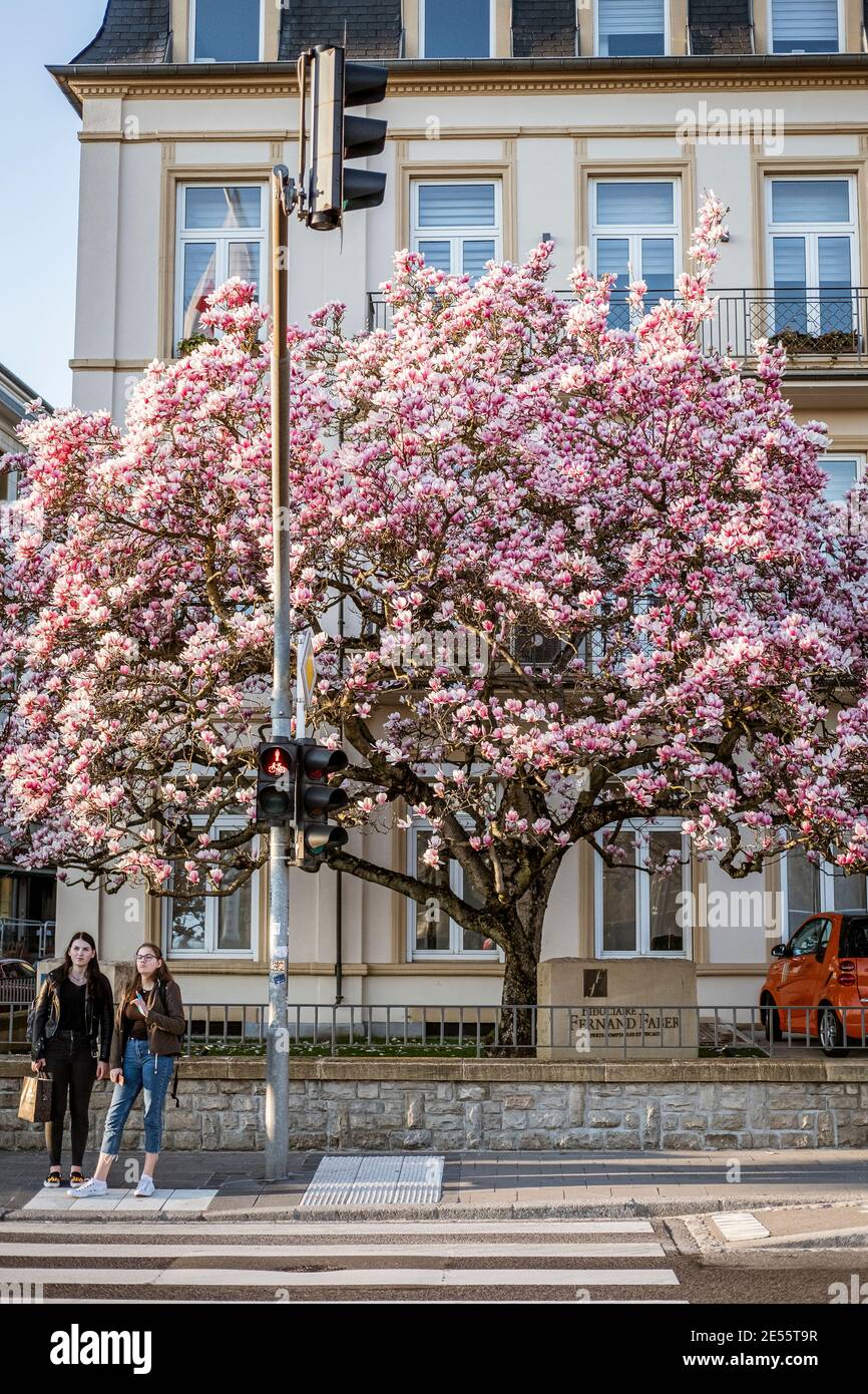 Un arbre en fleurs dans le centre du Luxembourg. Banque D'Images