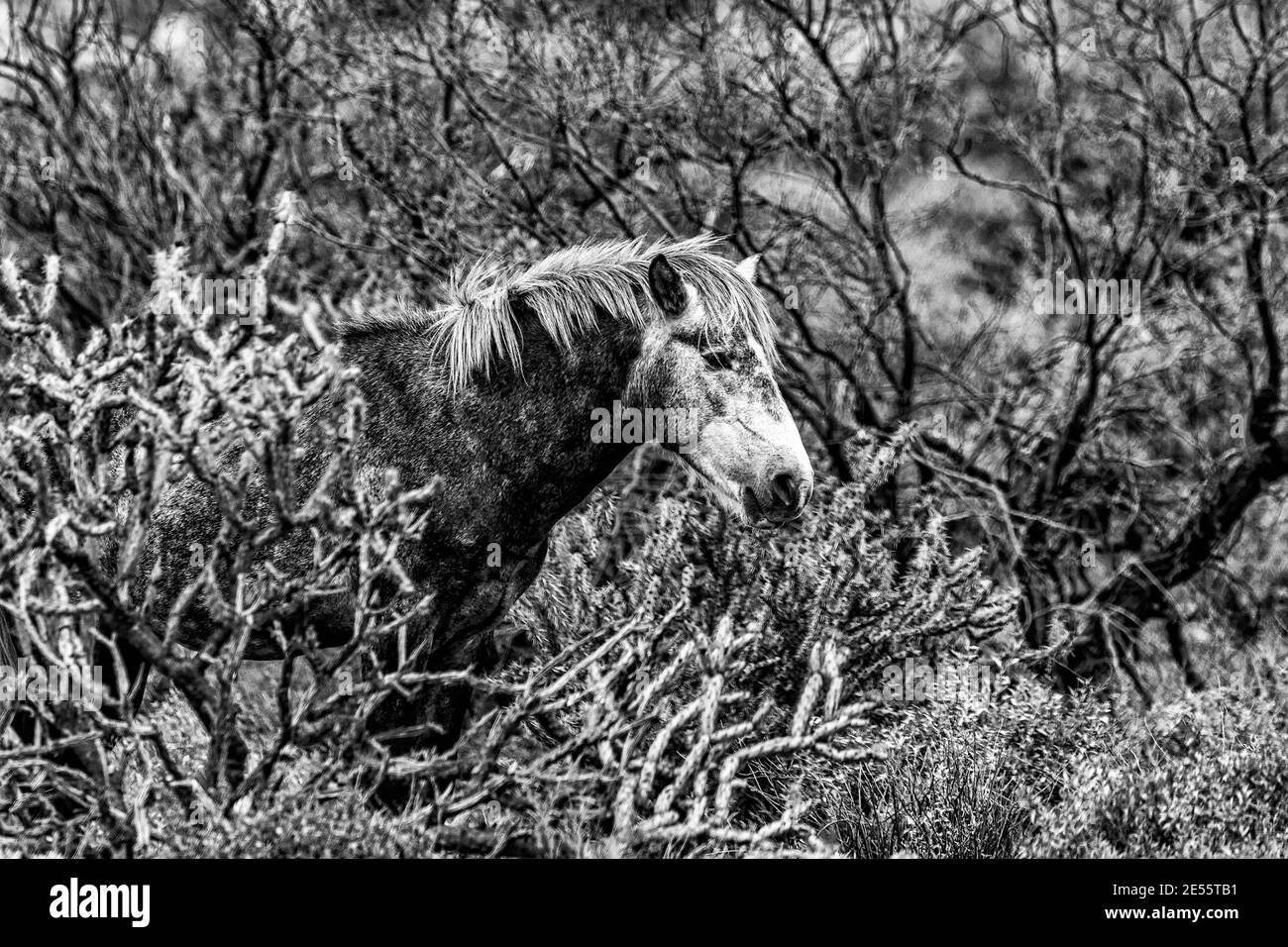 Salt River Wild Horses Dans La Forêt Nationale De Tonto, Près De Phoenix, Arizona. Banque D'Images