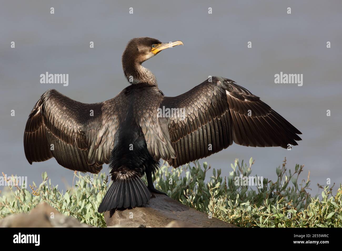 cormorant (phalacorax carbo) Banque D'Images
