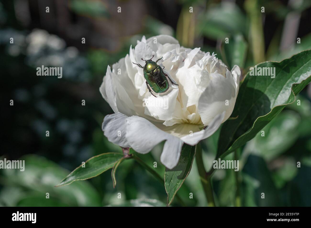 Cetonea aurata sur une pivoine blanche Banque D'Images