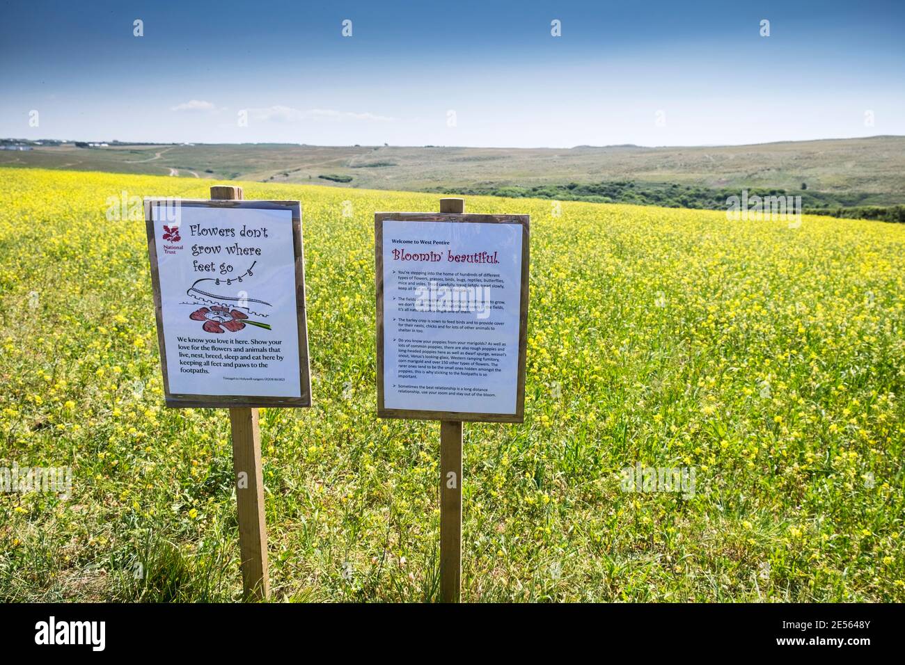 Panneaux d'information sur le bord d'un champ rempli de Charlock Mustard Sinapis arvensis croissant dans le cadre du projet des champs arables sur Pential point West à Newquay, en Cornouailles. Banque D'Images