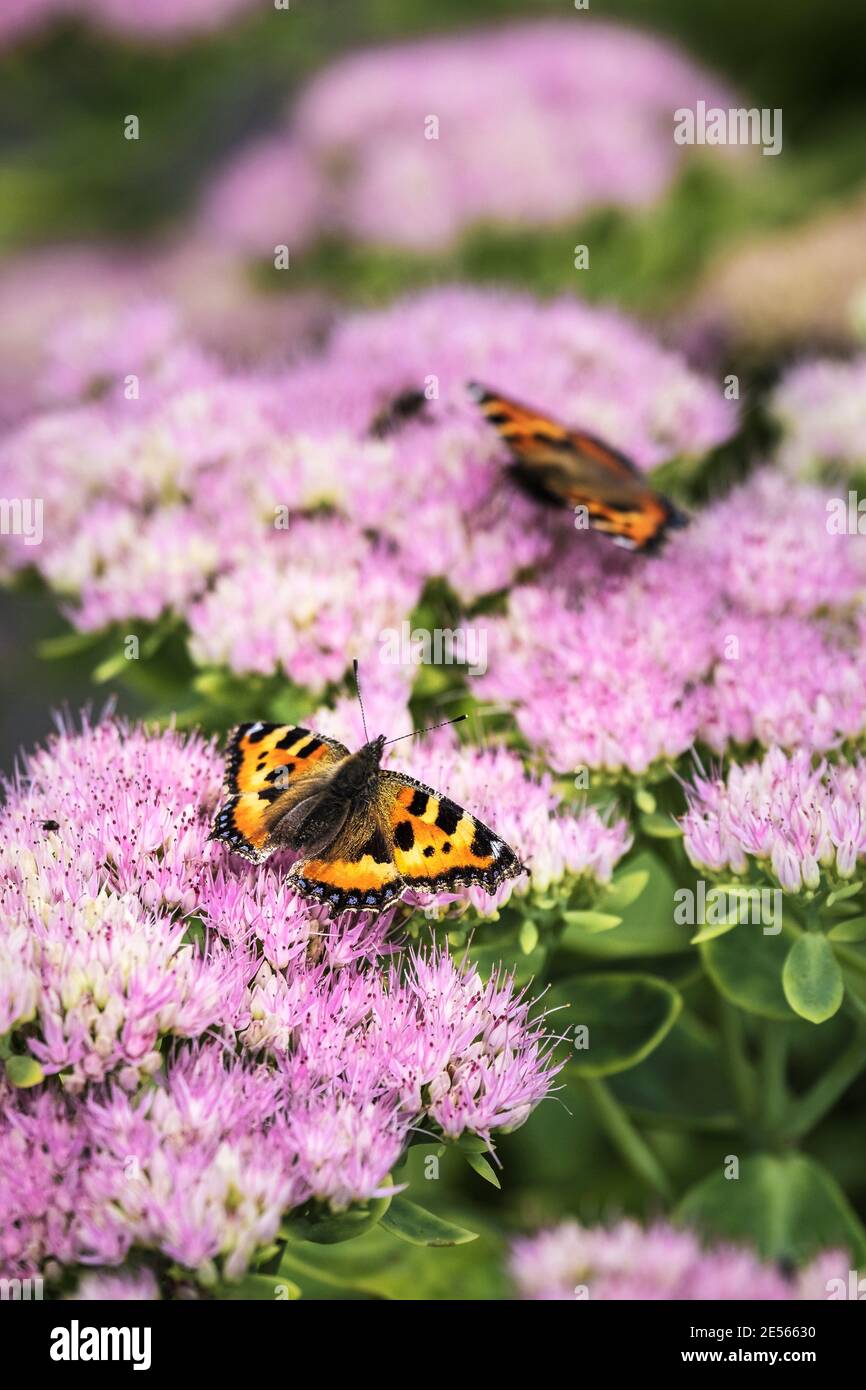 Petites Tortoiseshell papillons Aglais urtica se nourrissant des fleurs d'une plante de Sedum. Banque D'Images
