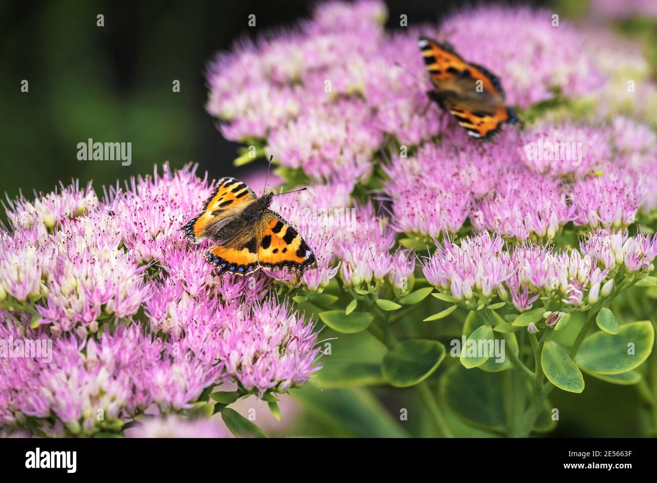 Petites Tortoiseshell papillons Aglais urtica se nourrissant des fleurs d'une plante de Sedum. Banque D'Images