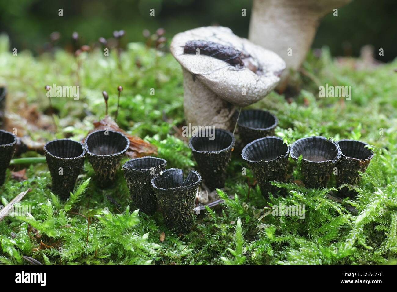 Cyathus striatus, connu sous le nom de champignon nichant des oiseaux, champignon sauvage de Finlande Banque D'Images