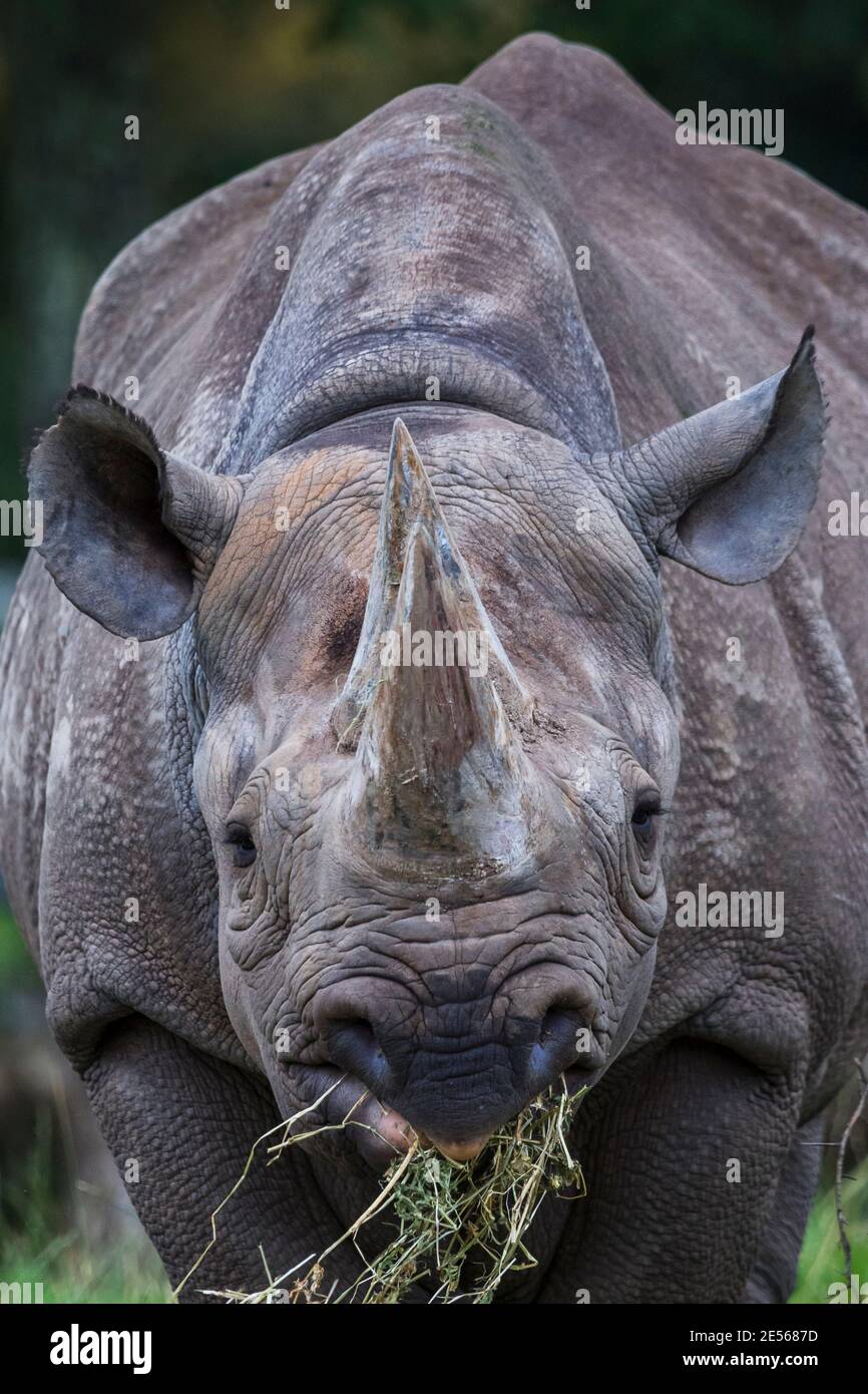 Partez avec un rhinocéros noir alors qu'il chevait sur l'herbe séchée. Banque D'Images