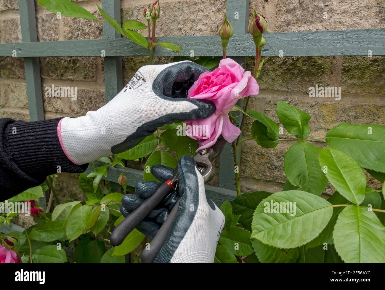 Gros plan sur un jardinier qui a passé une rose « Gertrude Jekyll » avec des sécateurs en été. Banque D'Images