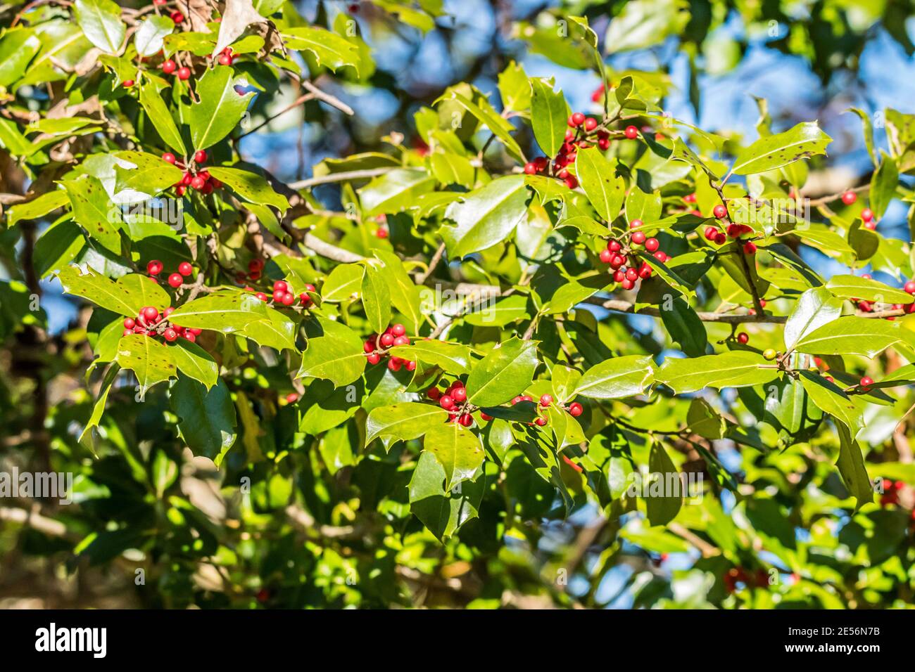 Vue en gros plan des branches d'un grand arbre de baies de houx plein de grappes de baies rouges par temps ensoleillé en hiver, fonds d'écran et textures Banque D'Images