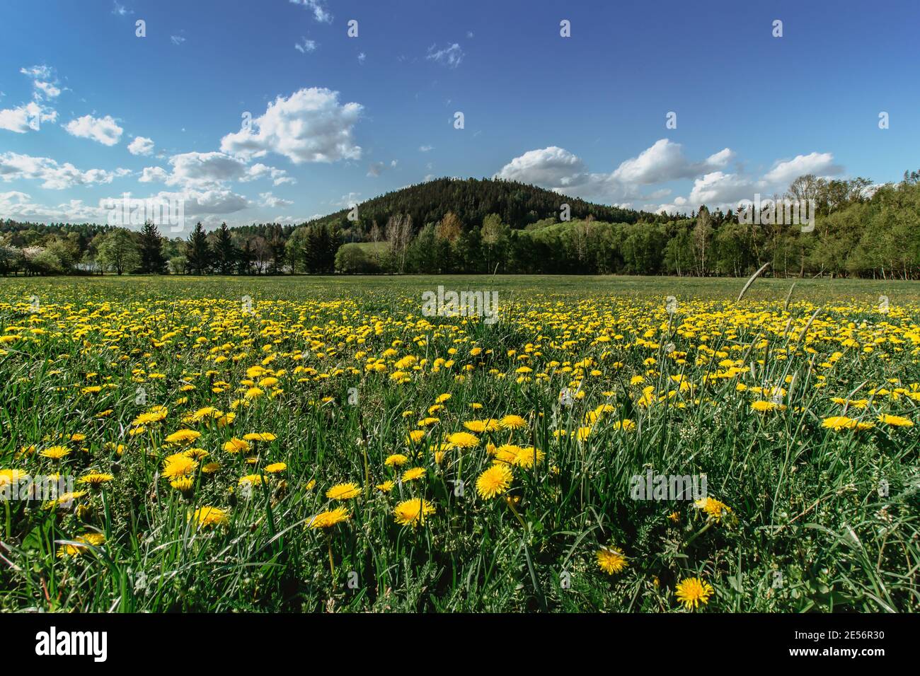 Prairie pleine de pissenlits fleuris. Pissenlits jaunes fleuris en gros plan. Printemps dans la campagne herbe verte air frais énergie positive. Terre de printemps Banque D'Images