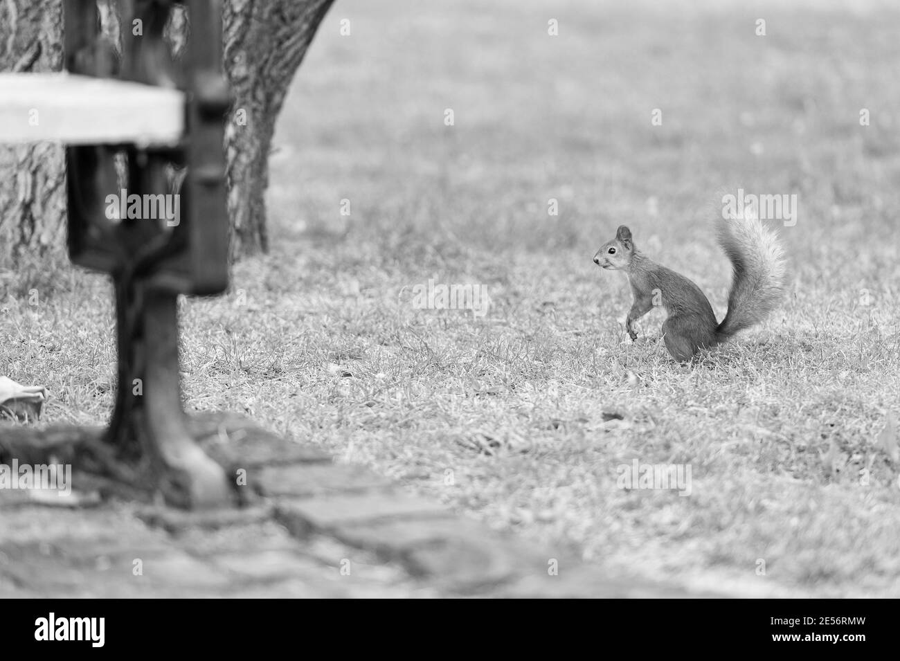 Attractions de la faune. Jeu d'écureuils rouges dans le parc d'été. Animal sauvage sur herbe verte. Petit rongeur à queue à l'extérieur. Préservation de la faune. Beauté naturelle. Sentez-le près de vous. Banque D'Images
