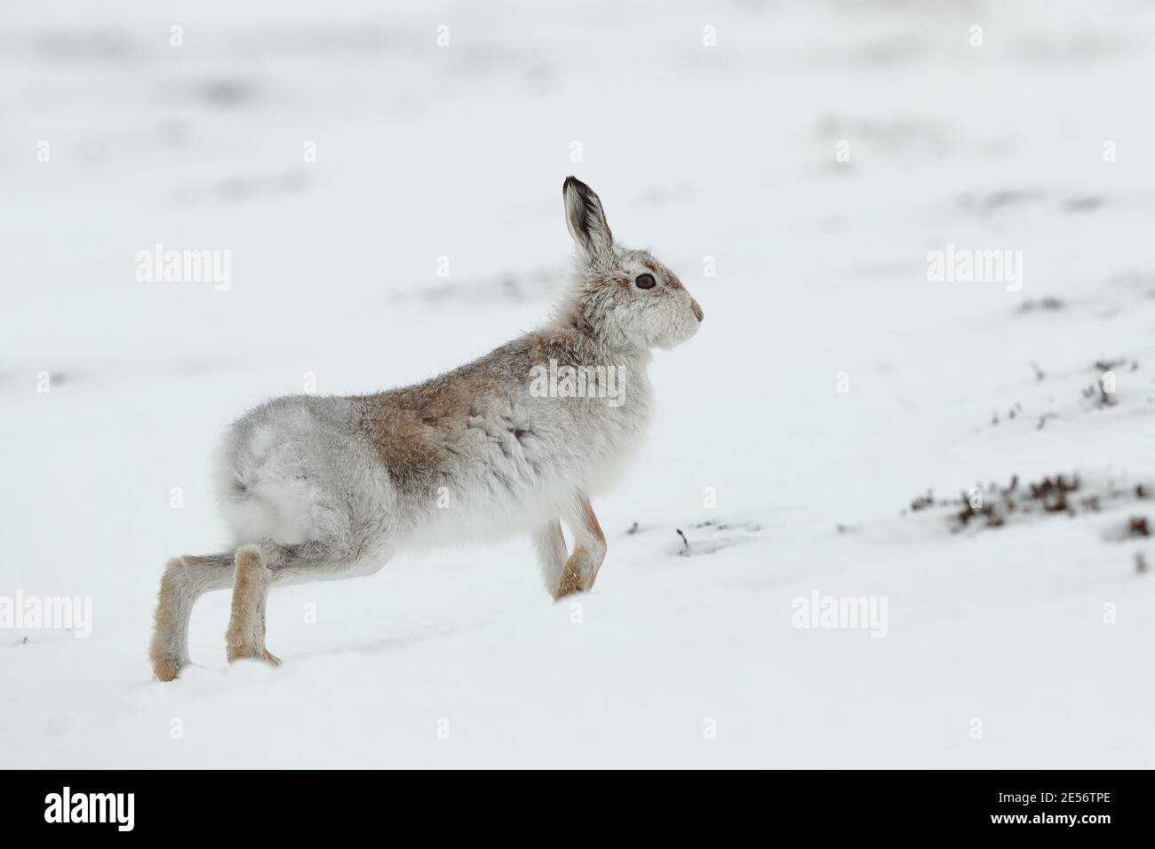 lièvre d'amérique (lepus timidus) Banque D'Images