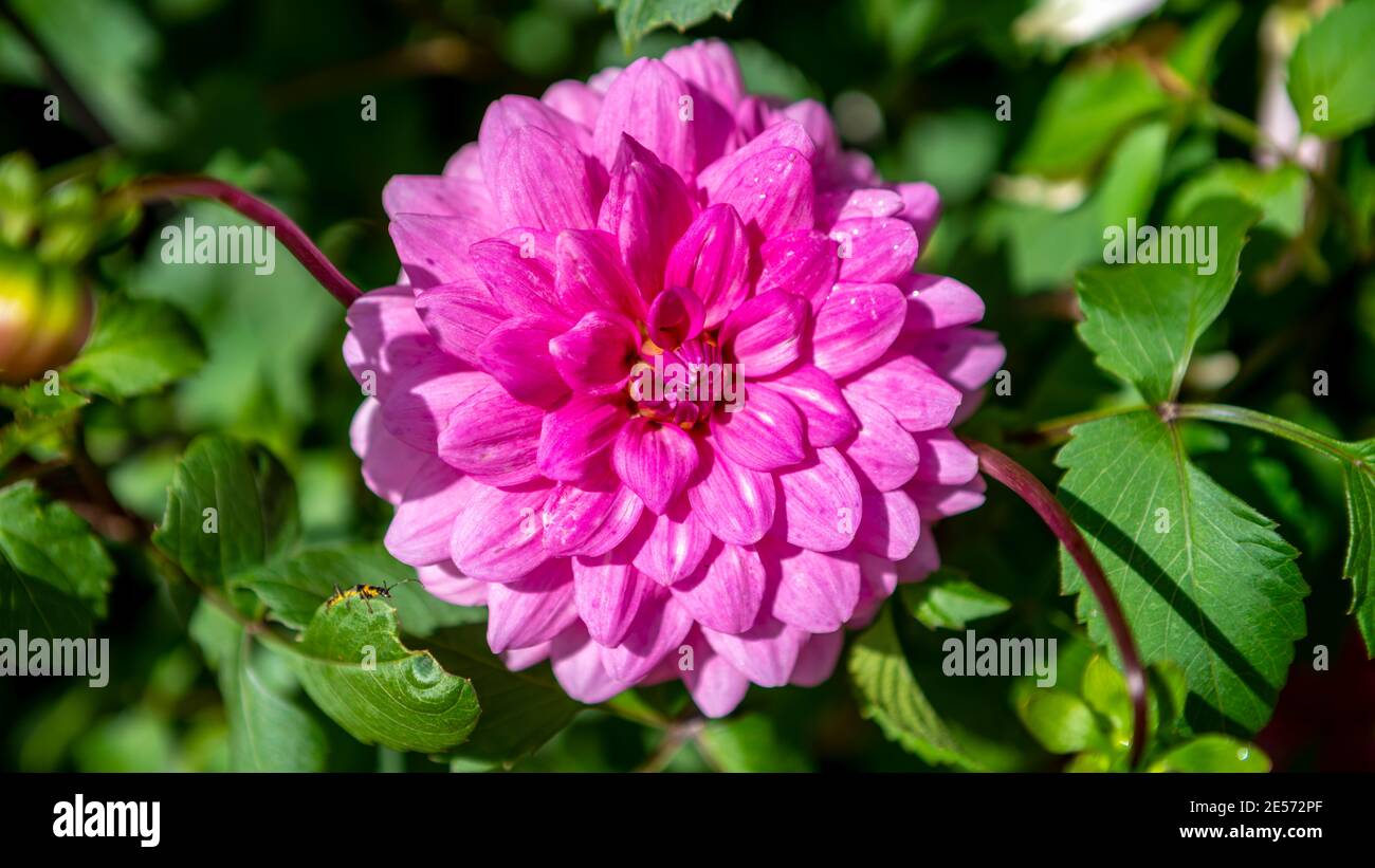 Dahlia aux nénuphars roses dans un jardin Banque D'Images