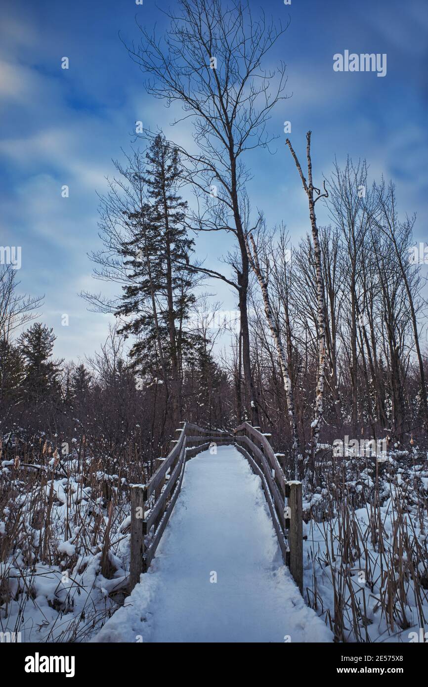 Un chemin couvert de neige mène au-dessus d'un pont en bois au-dessus des roseaux et des queues de marais gelés et dans les bois. De grands arbres atteignent un ciel vibrant dans ce Banque D'Images