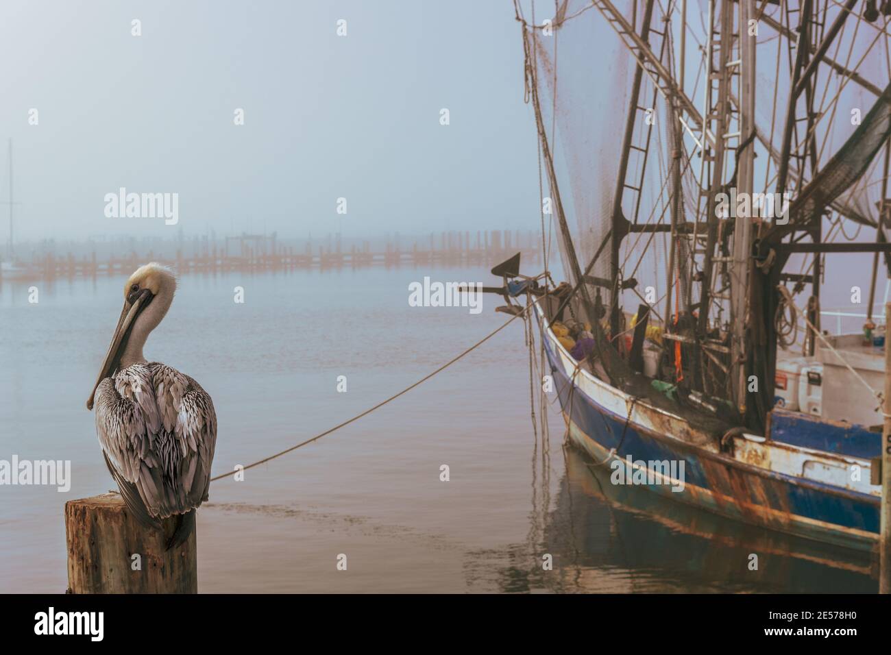 Pelican et crevettes en bateau sur un matin brumeux, côte du golfe du Mississippi, golfe du Mexique. Banque D'Images