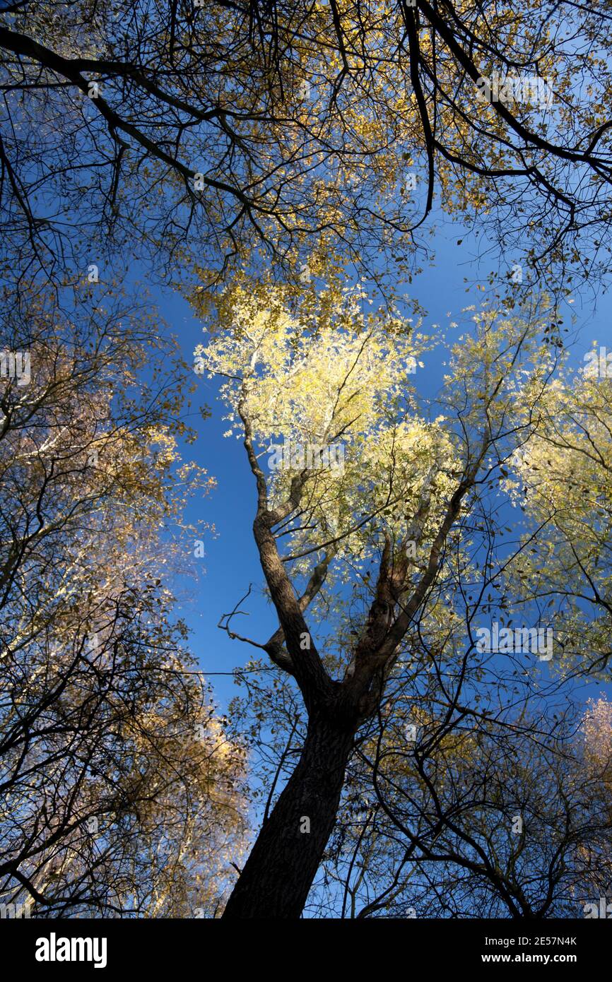 Un ciel d'automne bleu fort au-dessus d'une voûte en bois de bouleau éclairée par le soleil ; les couronnes vertes à feuilles tournantes au sommet de chênes et de cendres minces partagent l'intérieur des bois Banque D'Images