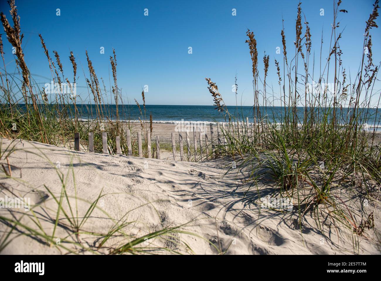 Sea Oats sur Atlantic Beach, Caroline du Nord. Ville balnéaire populaire depuis les années 1920, Atlantic Beach se trouve sur les bancs de Bugue, une partie du sud de l'île Banque D'Images