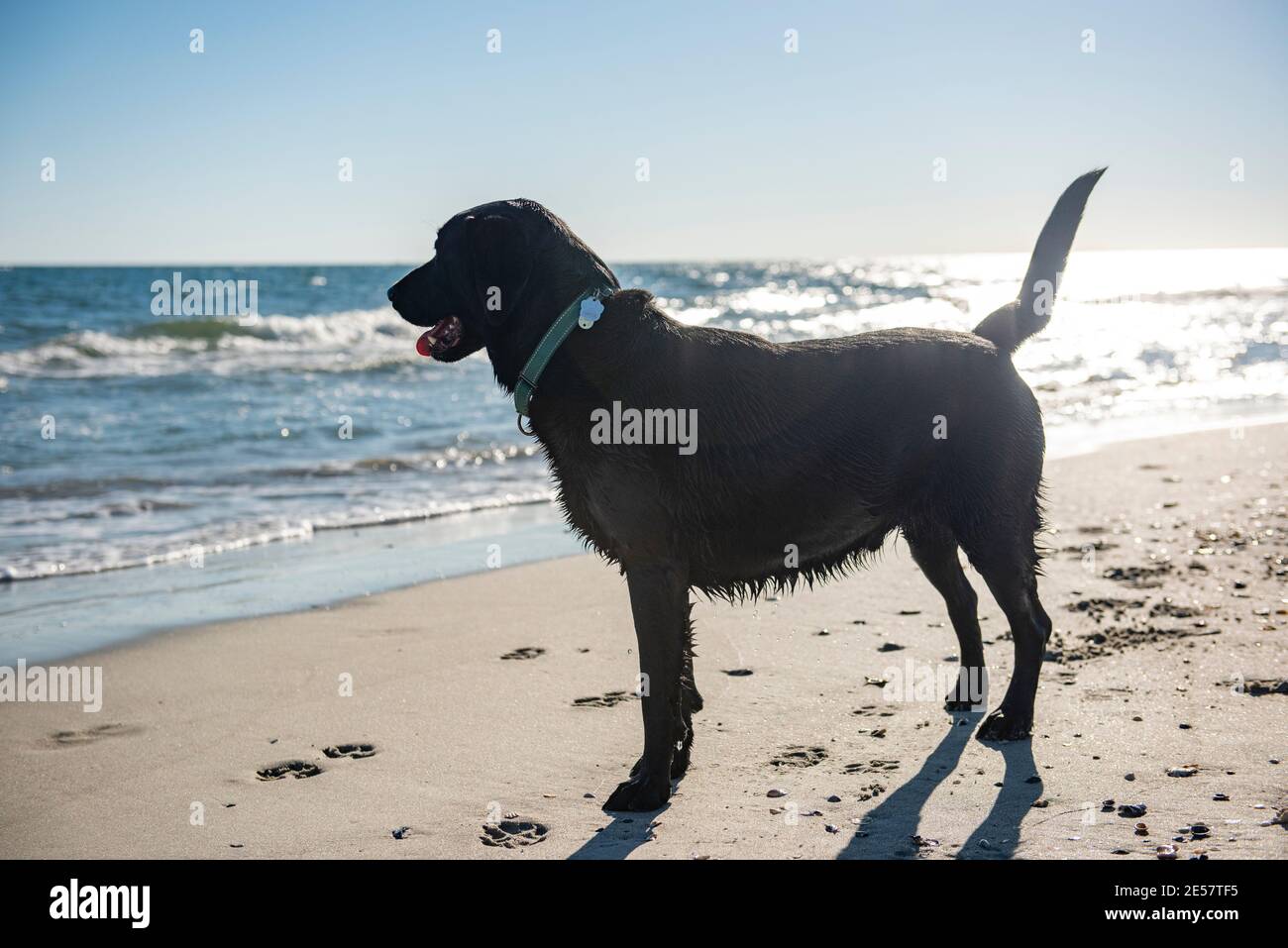 Un Labrador noir retriever froille dans le sable et surf à Atlantic Beach, en Caroline du Nord. Banque D'Images