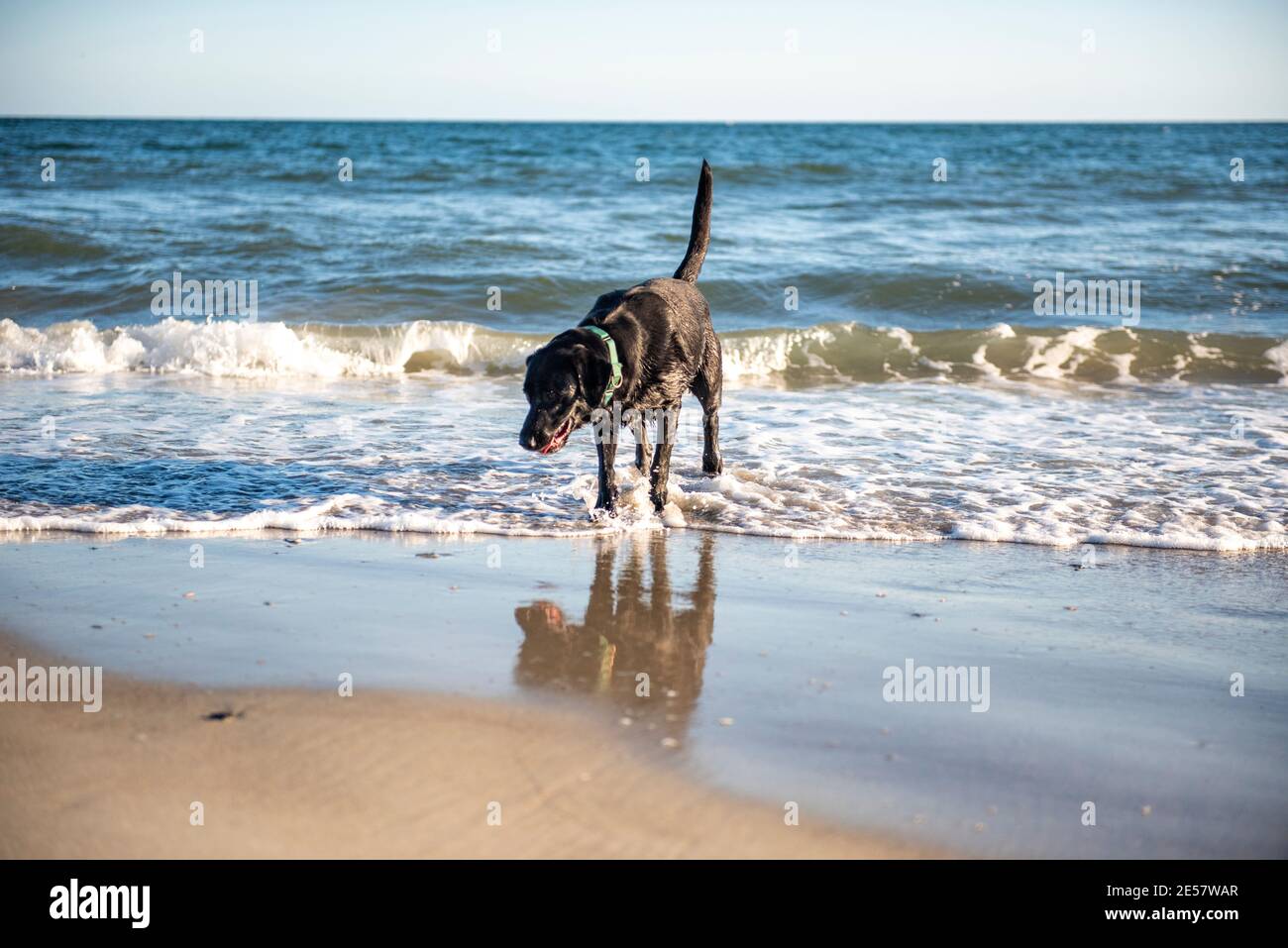 Un Labrador noir retriever froille dans le sable et surf à Atlantic Beach, en Caroline du Nord. Banque D'Images
