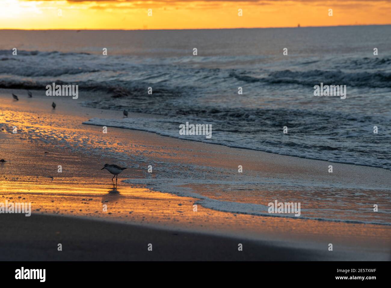 Les oiseaux de Sanderling (Calidris alba) à l'aube, plongeant leur bec dans le sable au hasard, consommant tout ce qu'ils trouvent. Banque D'Images