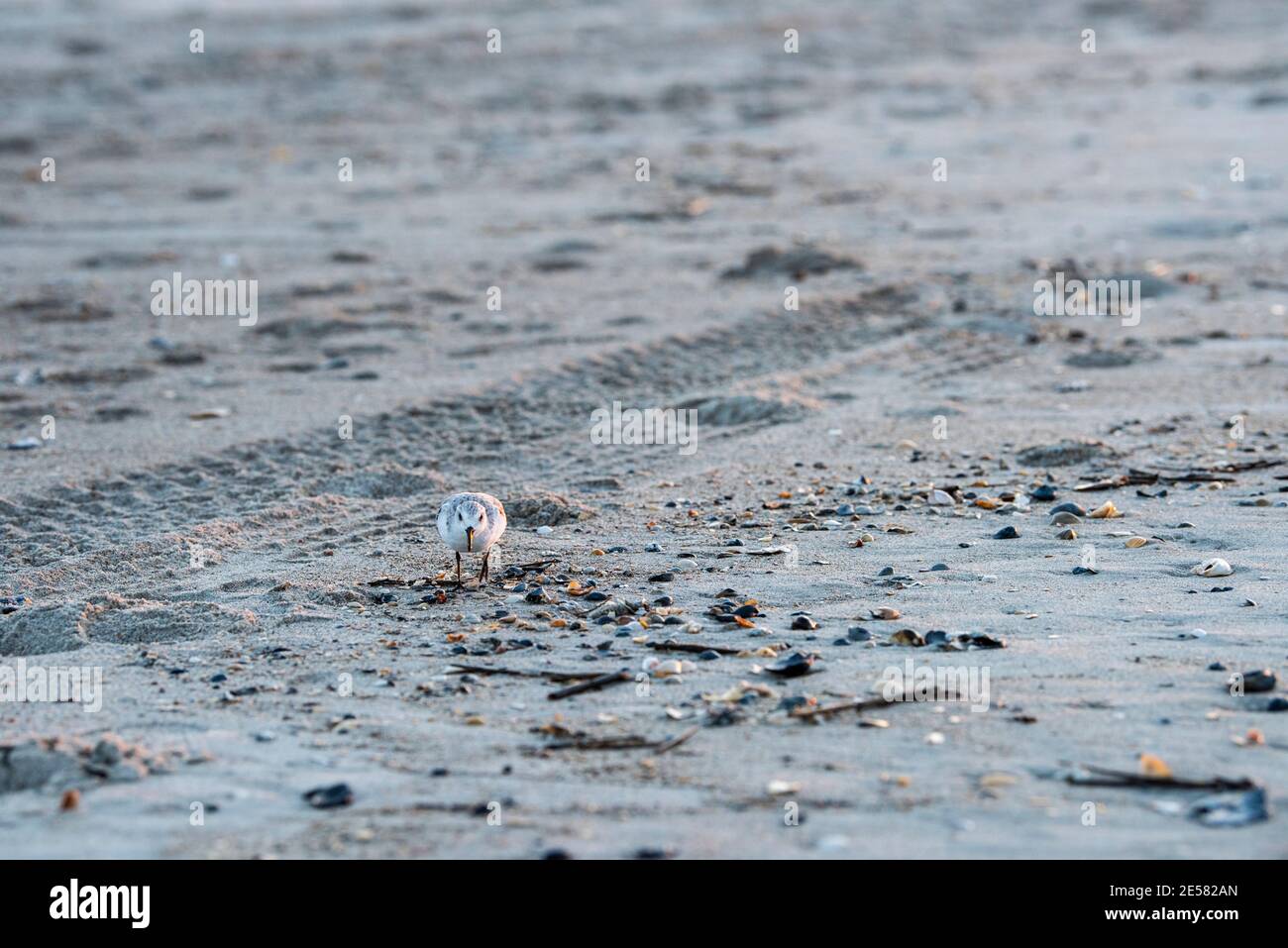 Un sanderling (Calidris alba) recherche de la nourriture dans le sable. Banque D'Images