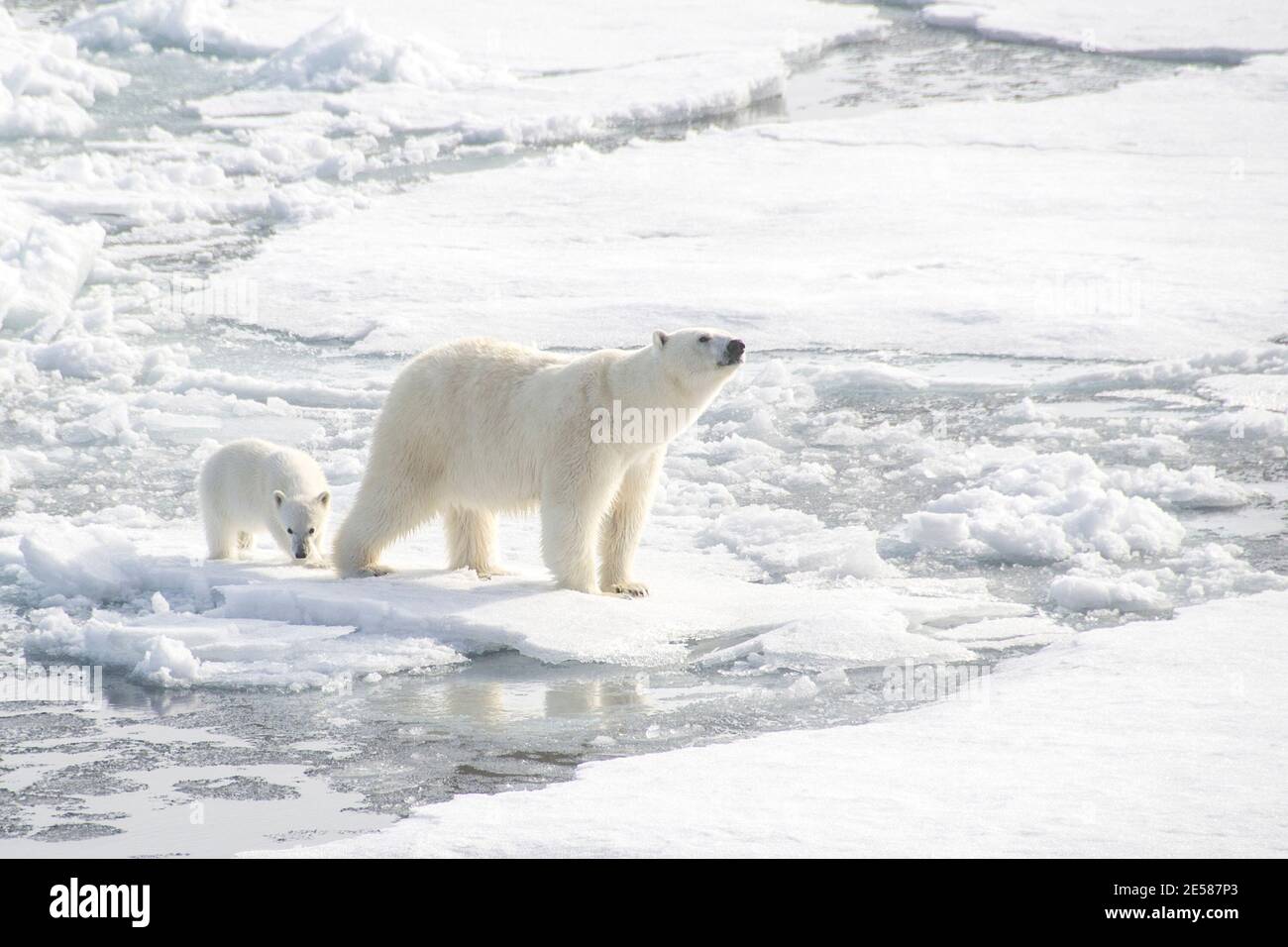 Ours polaire femelle et phoques de chasse cub sur la diminution cache glace polaire Banque D'Images