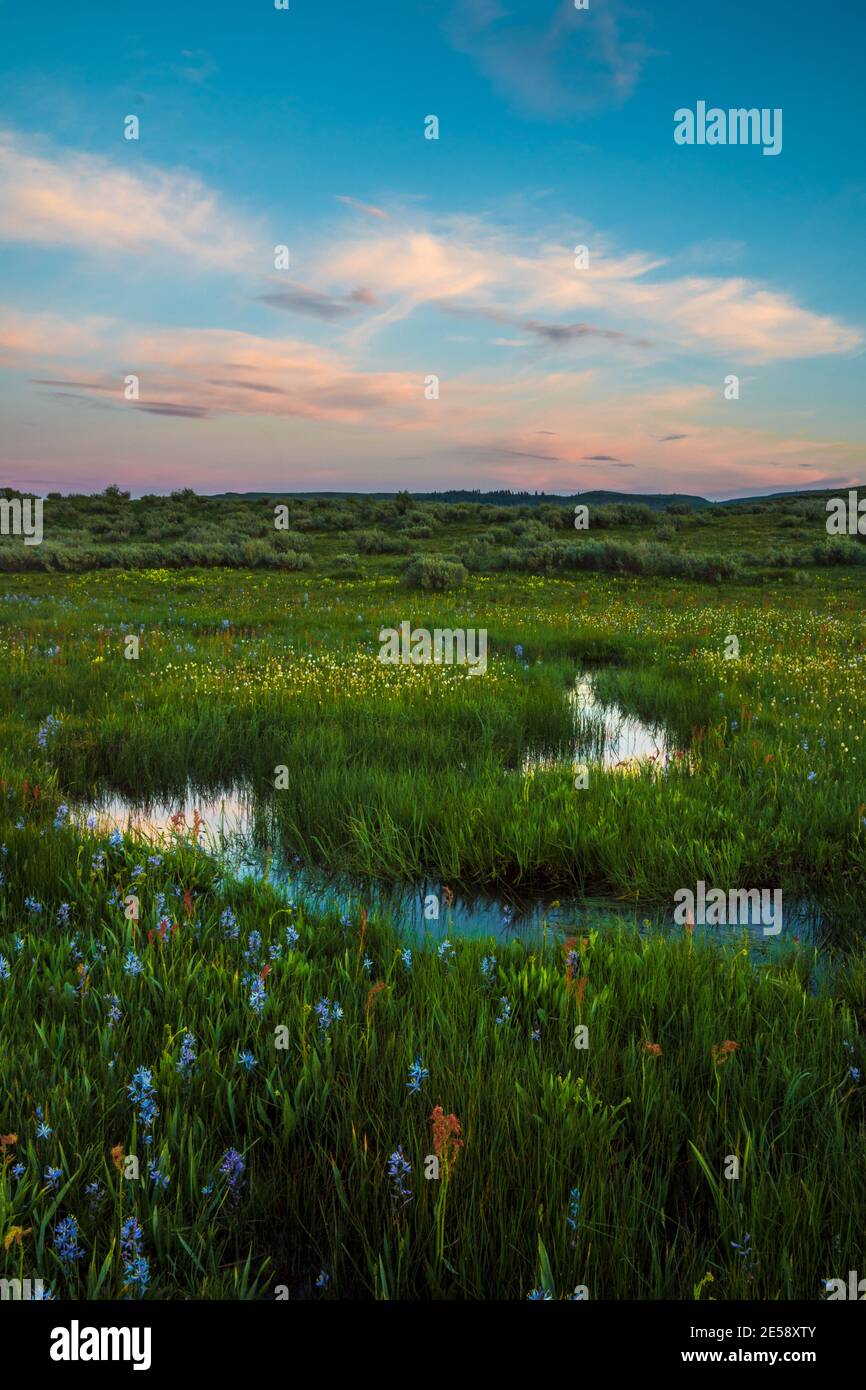 Des nénuphars et d'autres fleurs sauvages décorent un pré au coucher du soleil le long de Camas Creek dans les contreforts de Bennett Mountain. Banque D'Images
