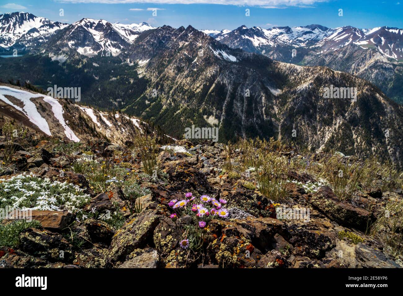 Fleurs sauvages au sommet d'East Peak dans les wallow Mountains de l'Oregon, Eagle Cap Wilderness. Le lac anéroïde est visible dans le coin supérieur gauche. Banque D'Images