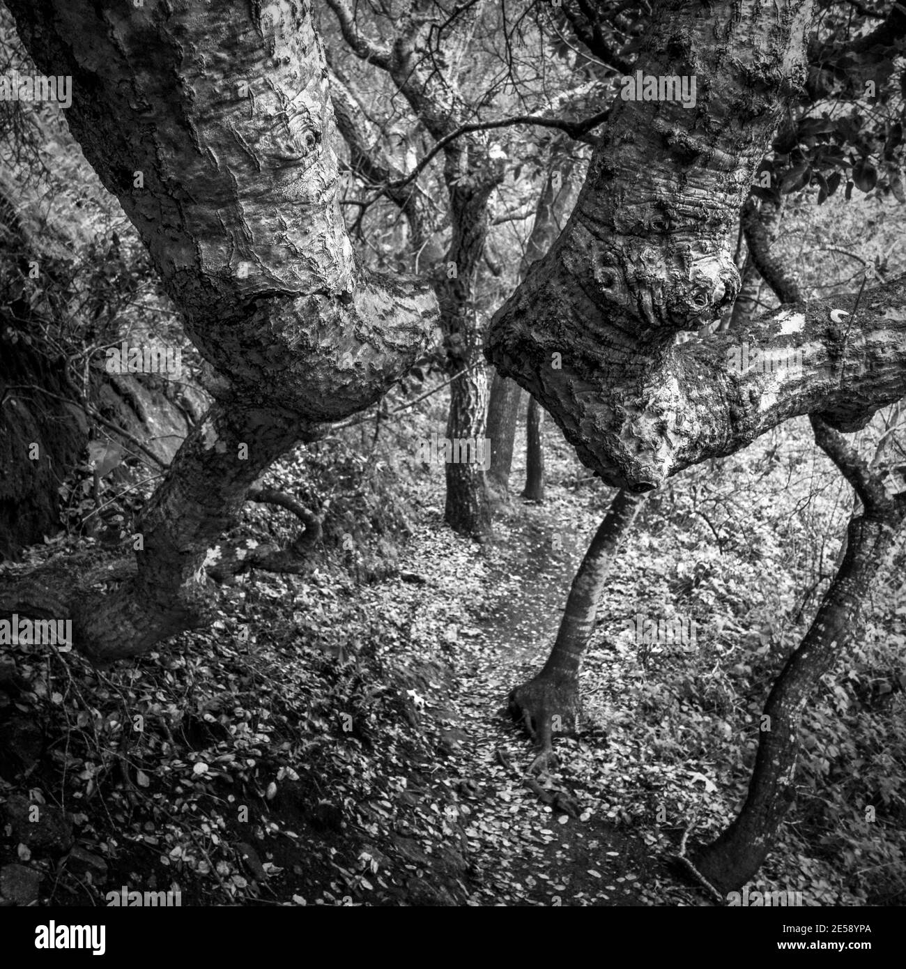 Des arbres de la baie de Californie butent des coudes sur Cliff Trail au parc régional de Garland Ranch à Carmel Valley., Californie, États-Unis Banque D'Images