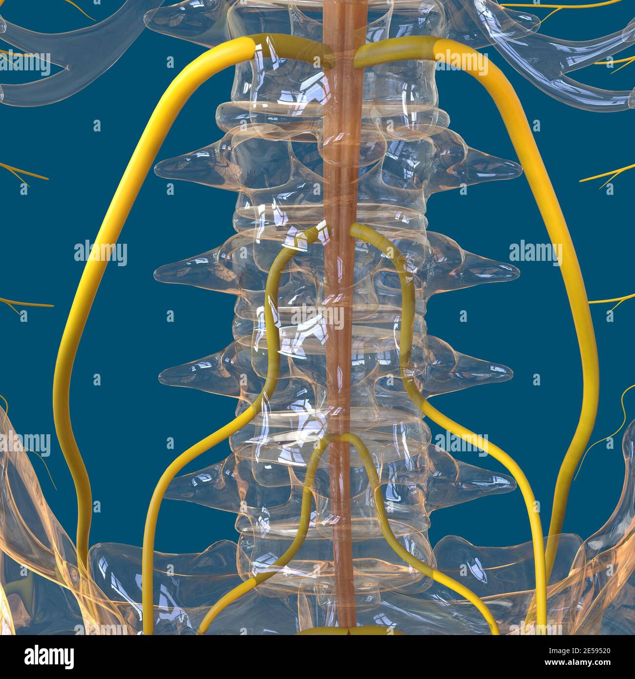 Anatomie du système nerveux humain pour le concept médical Illustration 3D Banque D'Images