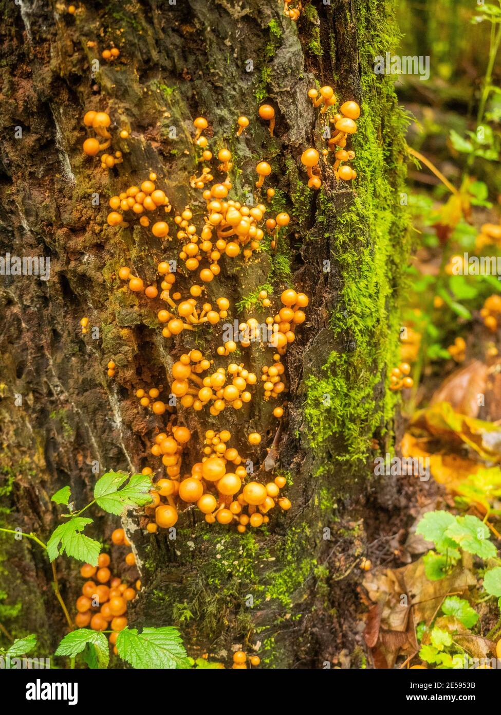 Le champignon magique (Psilocybe azurescens) est une espèce de champignon psychédélique dont les principaux composés actifs sont la psilocybine et la psilocine. Banque D'Images