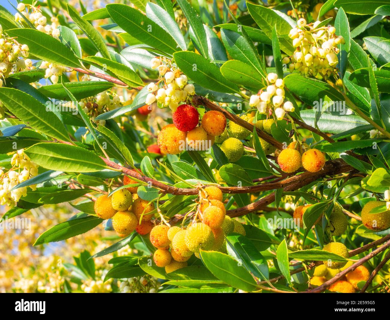 Le genre Sapindus (Sapindus) est un genre d'environ cinq à douze espèces d'arbustes et de petits arbres de la famille des Lychee, les Sapindaceae Banque D'Images