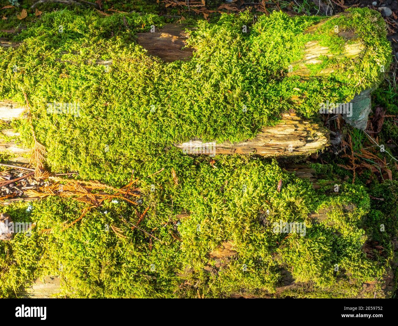 Tronc d'arbre mort recouvert de mousse. Banque D'Images