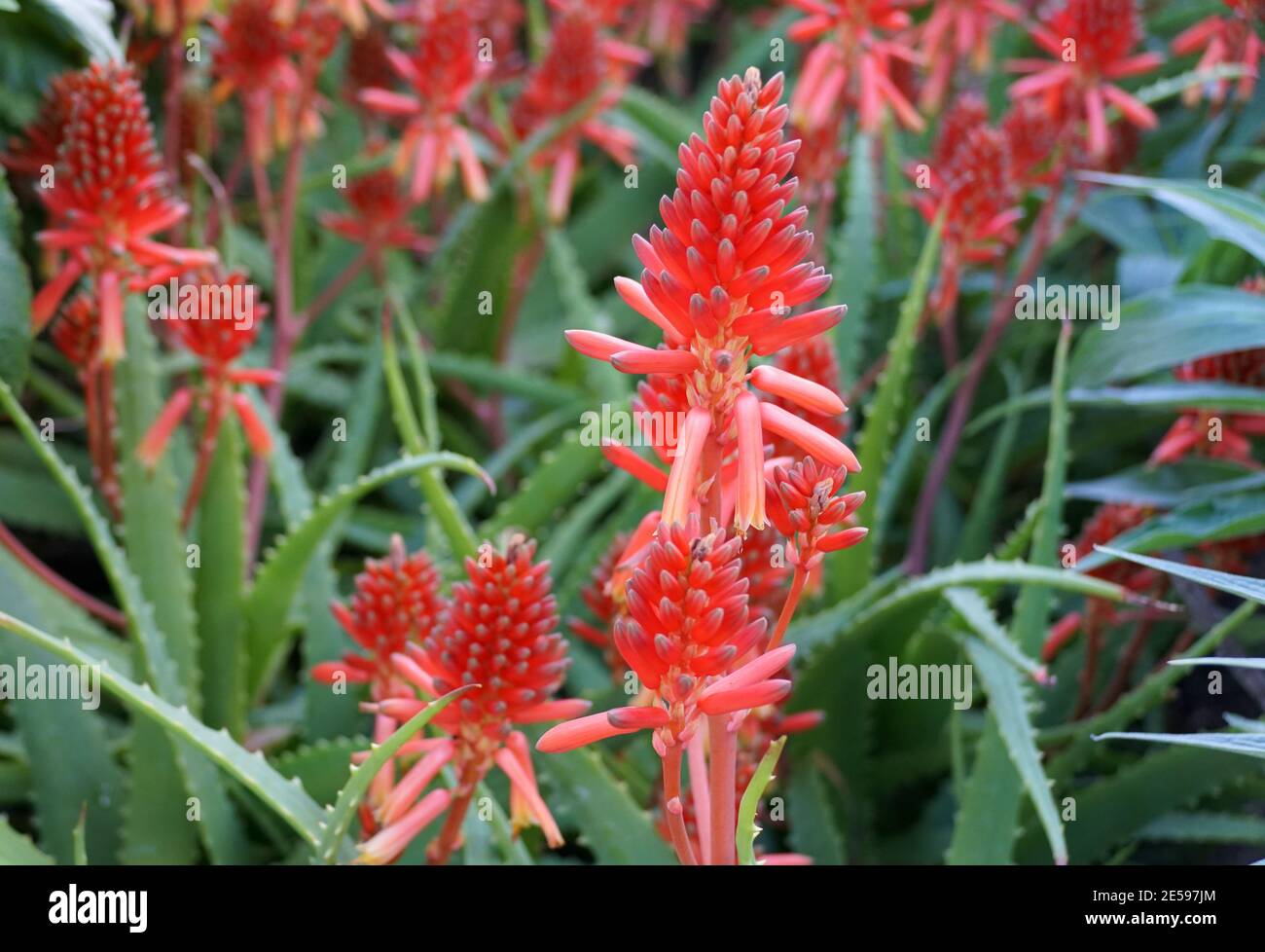 La couleur rouge vif des fleurs d'aloe vera Banque D'Images