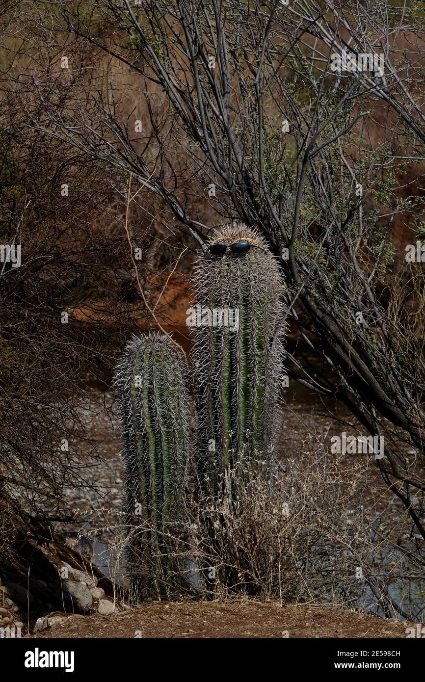 Une paire de lunettes de soleil est portée par un cactus dans le désert de l'Arizona. Banque D'Images