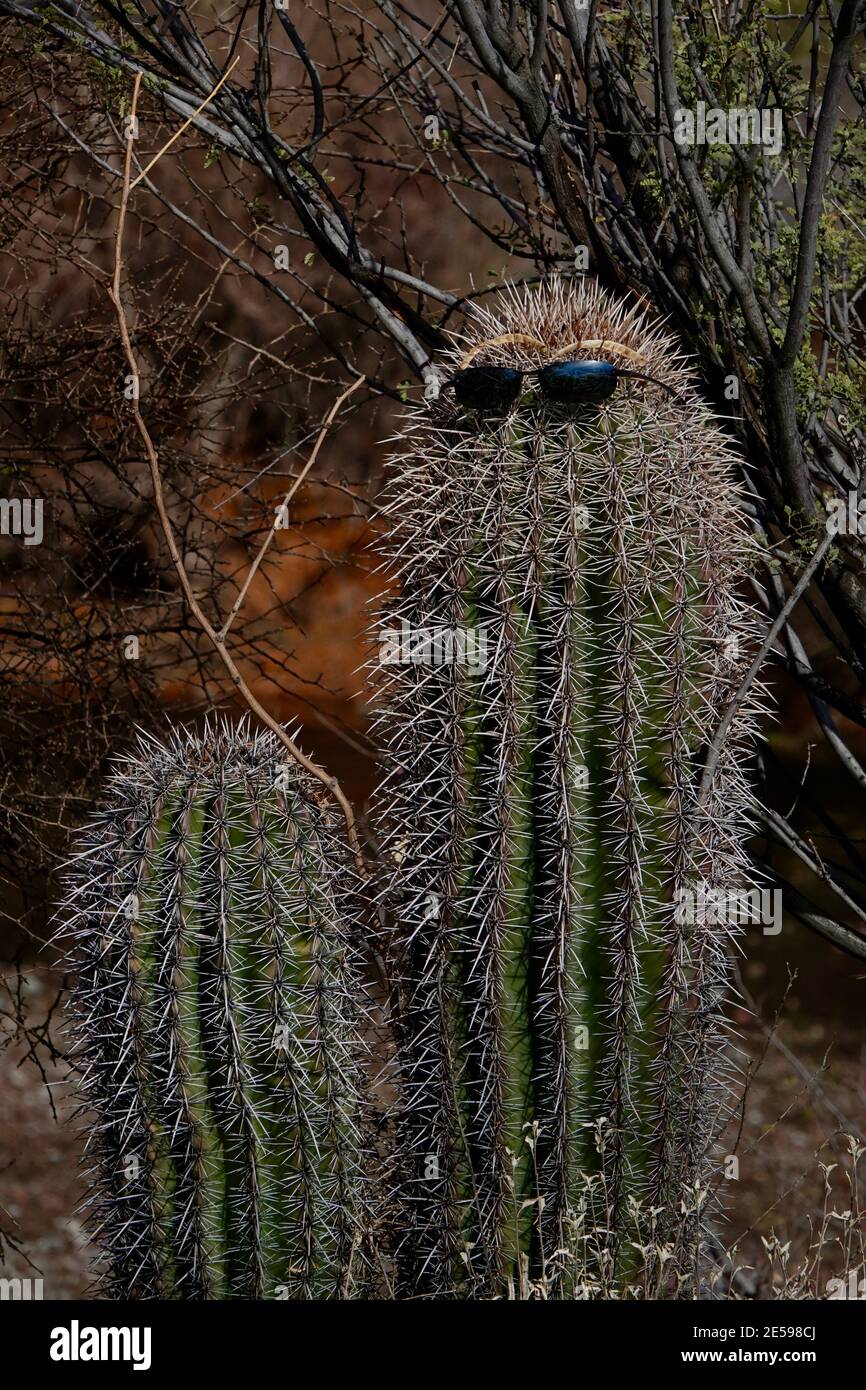 Une paire de lunettes de soleil est portée par un cactus dans le désert de l'Arizona. Banque D'Images