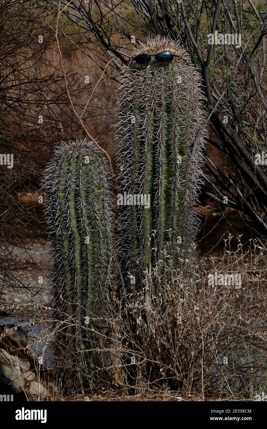Une paire de lunettes de soleil est portée par un cactus dans le désert de l'Arizona. Banque D'Images