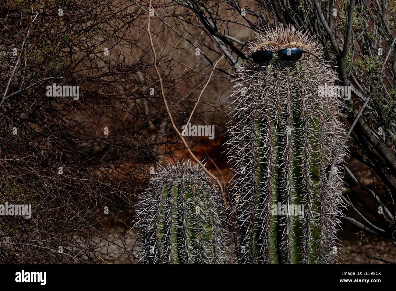 Une paire de lunettes de soleil est portée par un cactus dans le désert de l'Arizona. Banque D'Images