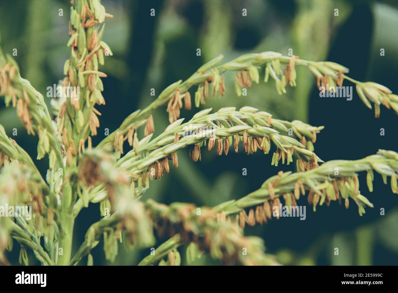 Pavot de maïs en fleur, récoltes Banque D'Images