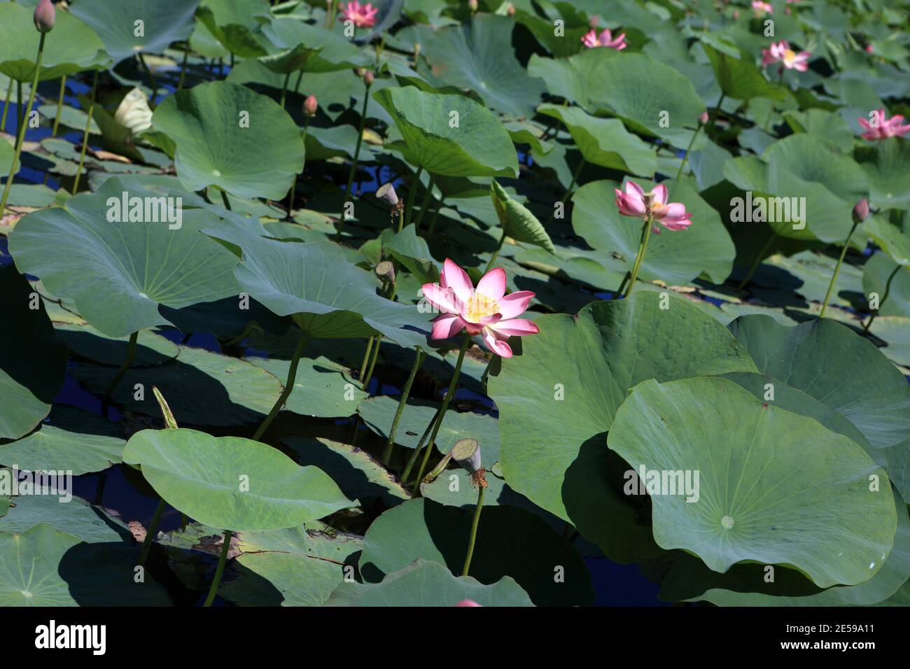 le lotus indien fleurit dans le lac de la région de Krasnodar Banque D'Images